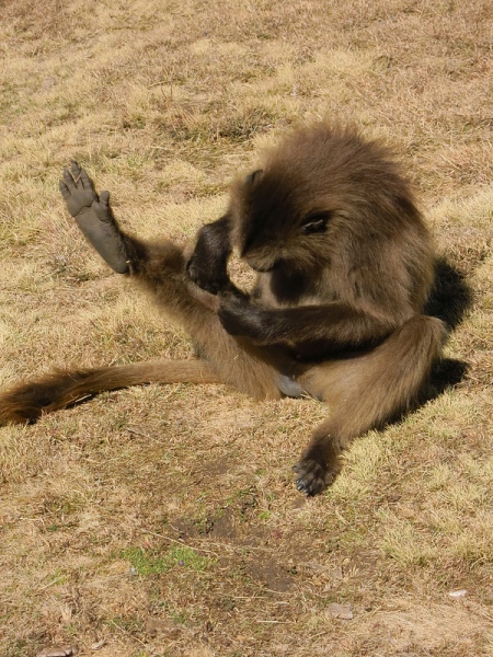 The gelada baboons are an undisputed highlight of the Simian Mountains