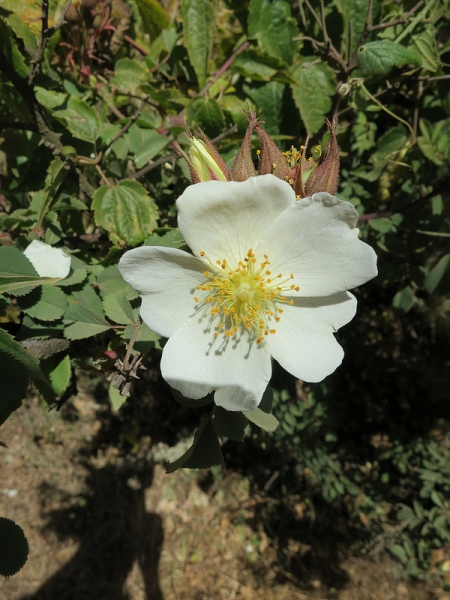 ...and Abyssinian roses (Africa's onlt indigenous rose species) are both common sights along the route