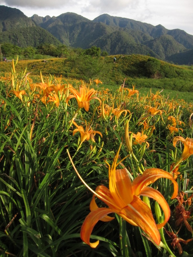 Daylilies at Liushidanshan, Hualien County 