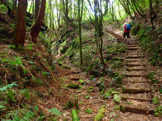 Beautiful woodland scenery is perhaps the highlight of climbing Mt. Maluan